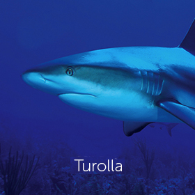 A shark in blue waters created for Turolla by Stephen Charlton branding consultant at Clarity. www.clarityaccelerated.com